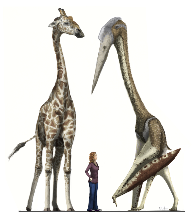 The giant pterosaur, Arambourgiania, compared for size against a giraffe and a human. Image: Mark Witton
